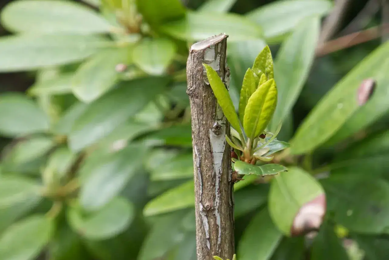 Ny tillv&auml;xt spirar fr&aring;n en klippt rhododendron.