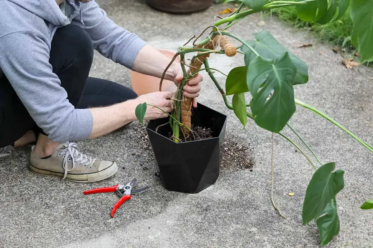 Personen hj&auml;lper en monstera att plantera om i en ny kruka. Tr&auml;dg&aring;rdsaxar ligger bredvid.