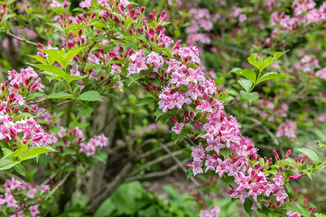 En buske med rosa blommor som blommar i tr&auml;dg&aring;rden. De ljusa blommorna kontrasterar mot de gr&ouml;na bladen.