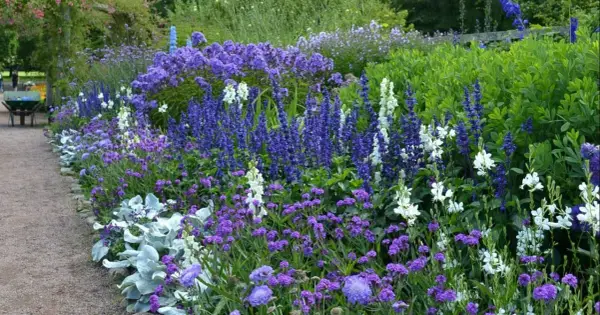 En lummig rabatt med en blå blomma perenn i fokus, omgiven av vita och lila blommor. En grusgång leder förbi den rikliga växtligheten.