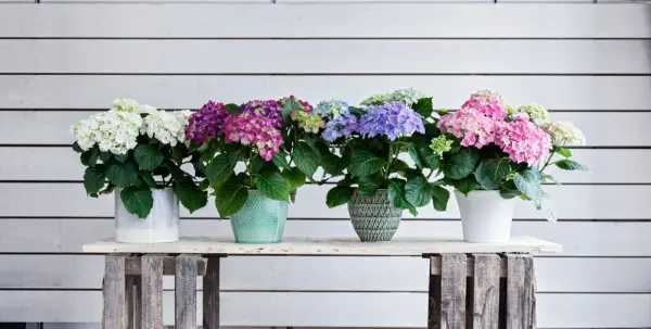 En rad vackra hortensior i kruka, i färger från vitt till rosa och lila, står uppradade mot en vitmålad trävägg.
