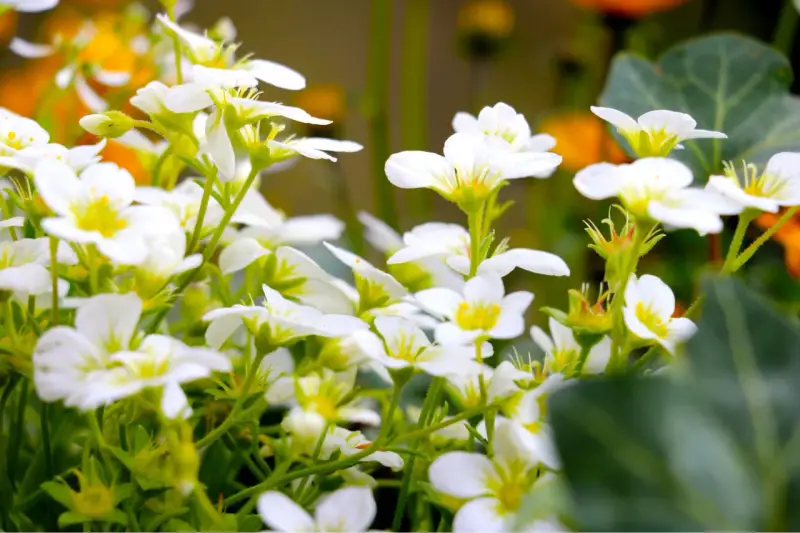 En tät samling av små, vita perenner med gula mittar blommar frodigt.